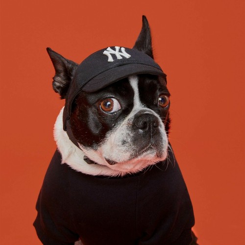 Yankees mlb pet - dog, hat,