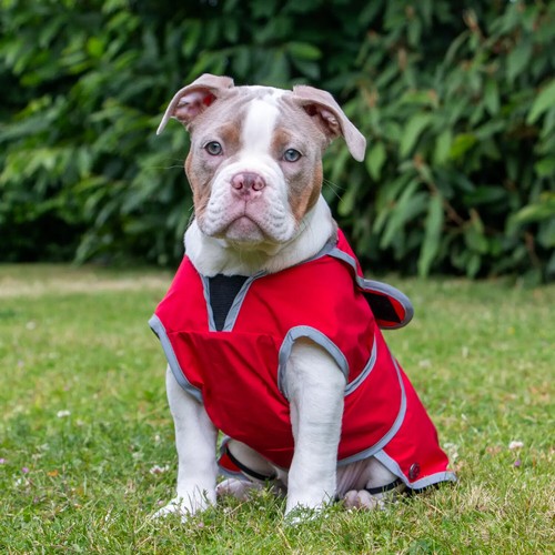 Impermeabile per cani